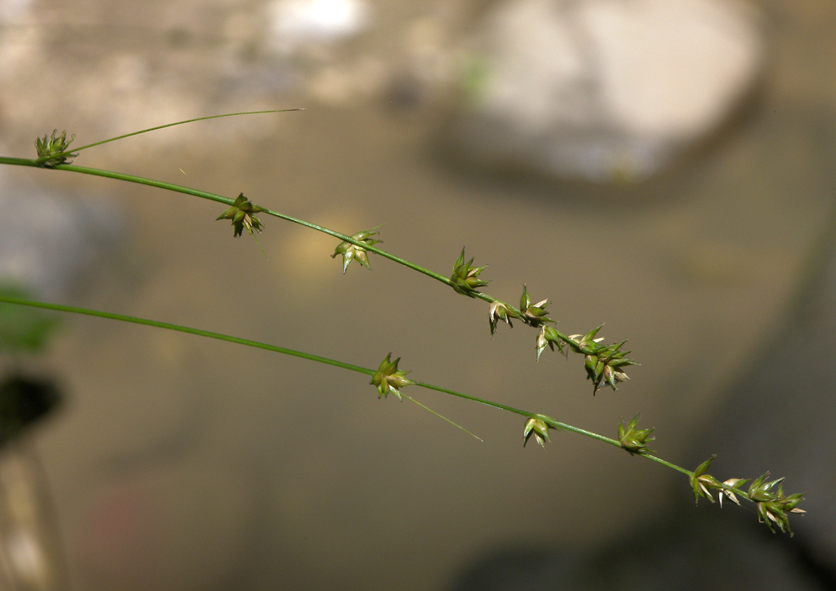 Изображение особи Carex divulsa.