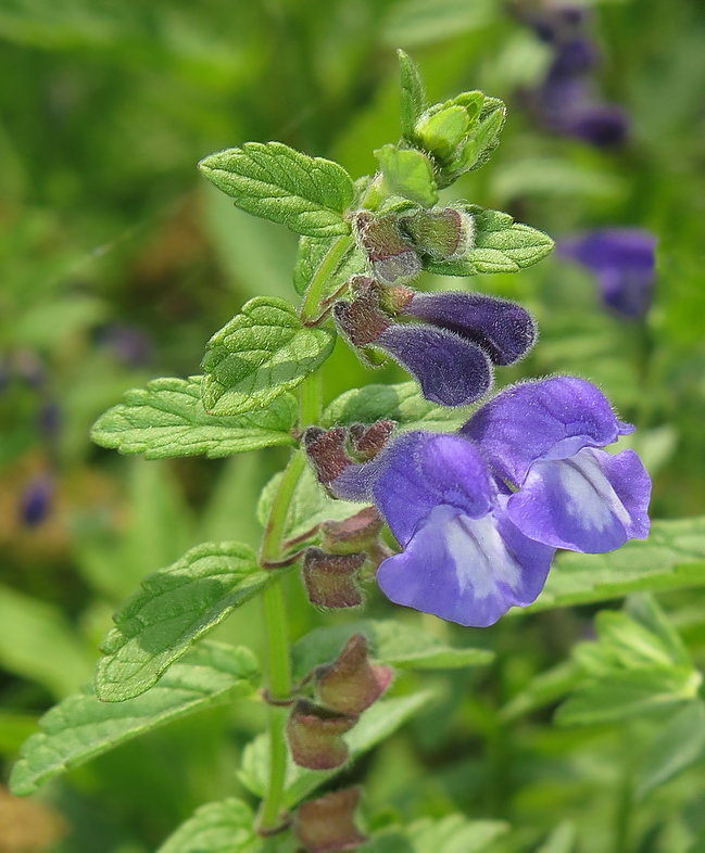 Изображение особи Scutellaria strigillosa.