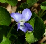 Viola riviniana