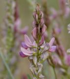 Onobrychis subspecies lasiostachya