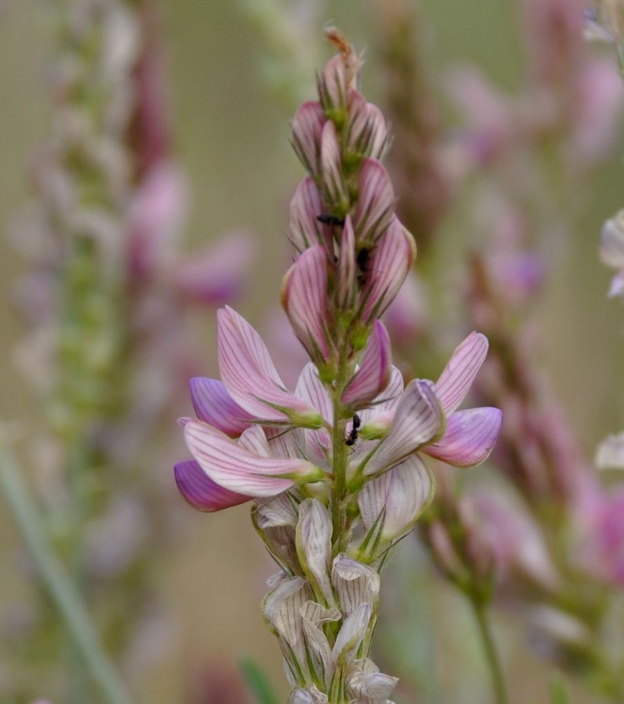 Изображение особи Onobrychis arenaria ssp. lasiostachya.