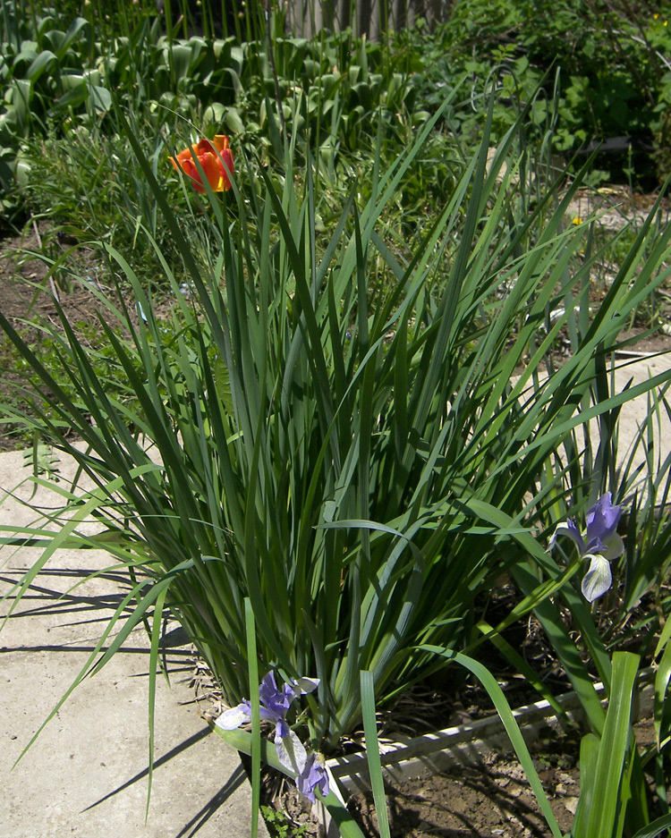 Image of Iris lactea specimen.