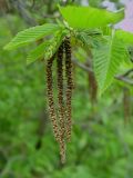 Ostrya carpinifolia