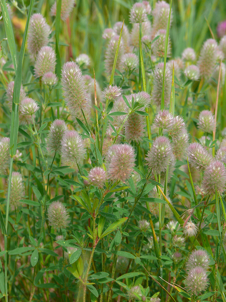 Image of Trifolium arvense specimen.