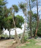 Pandanus tectorius