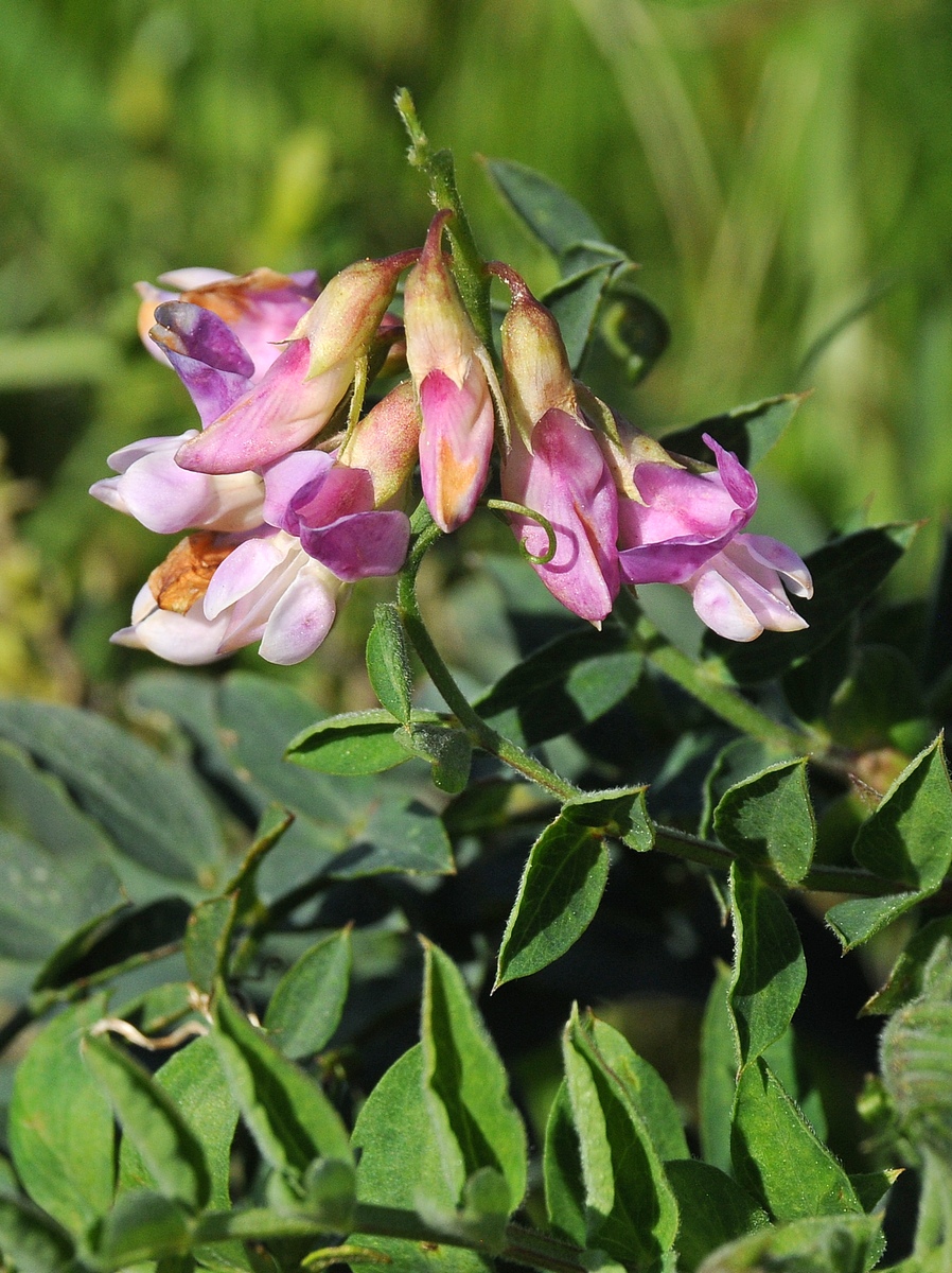 Image of Vicia americana specimen.