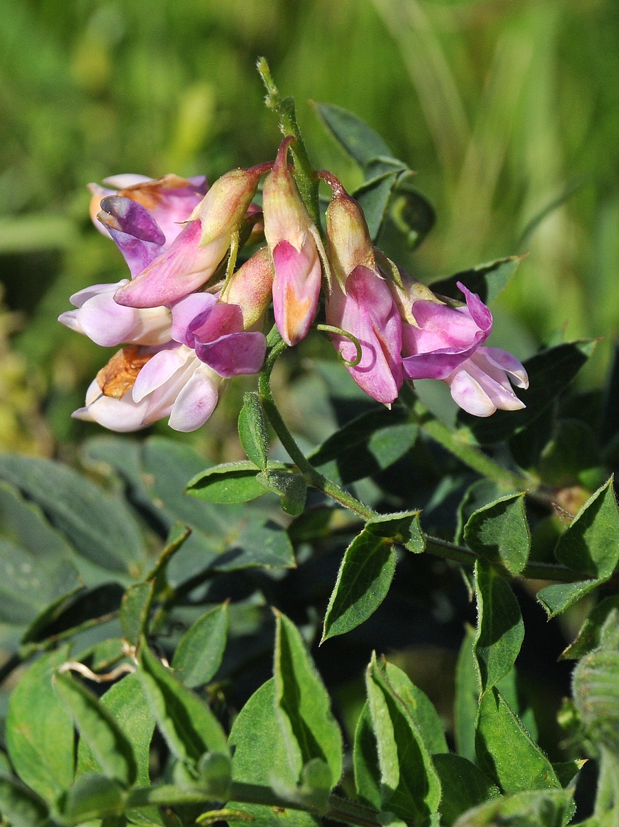 Изображение особи Vicia americana.