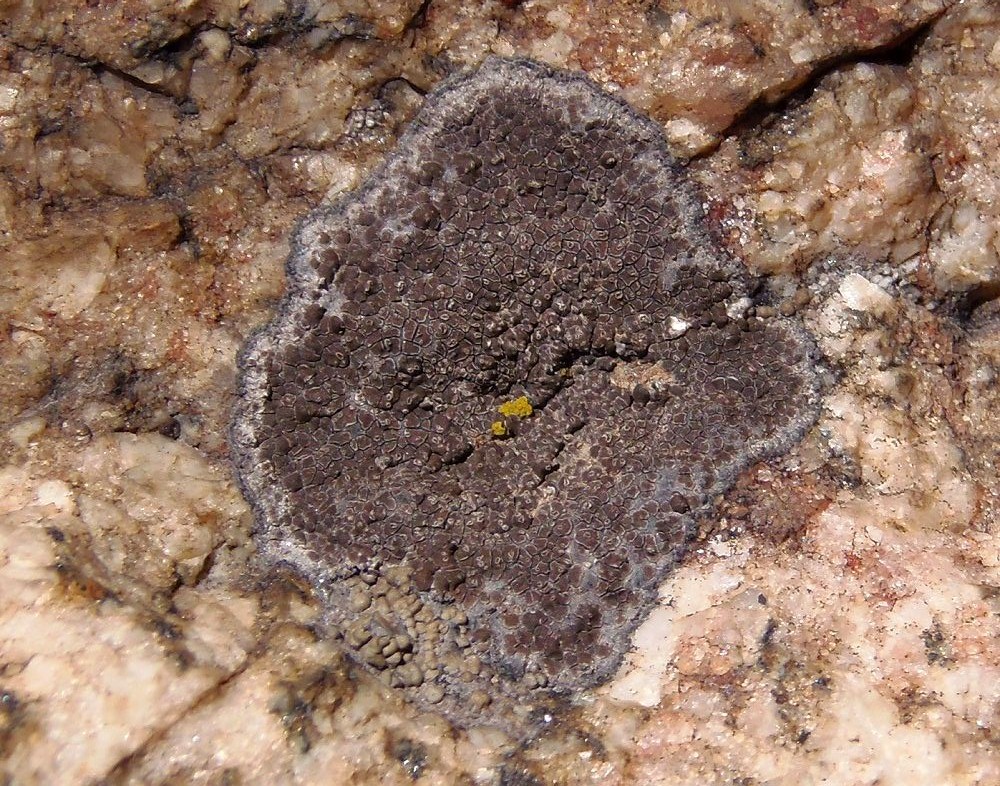 Image of genus Immersaria specimen.