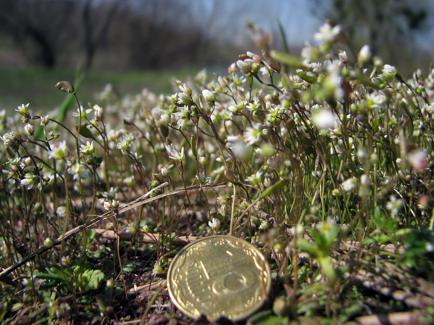 Изображение особи Erophila verna.