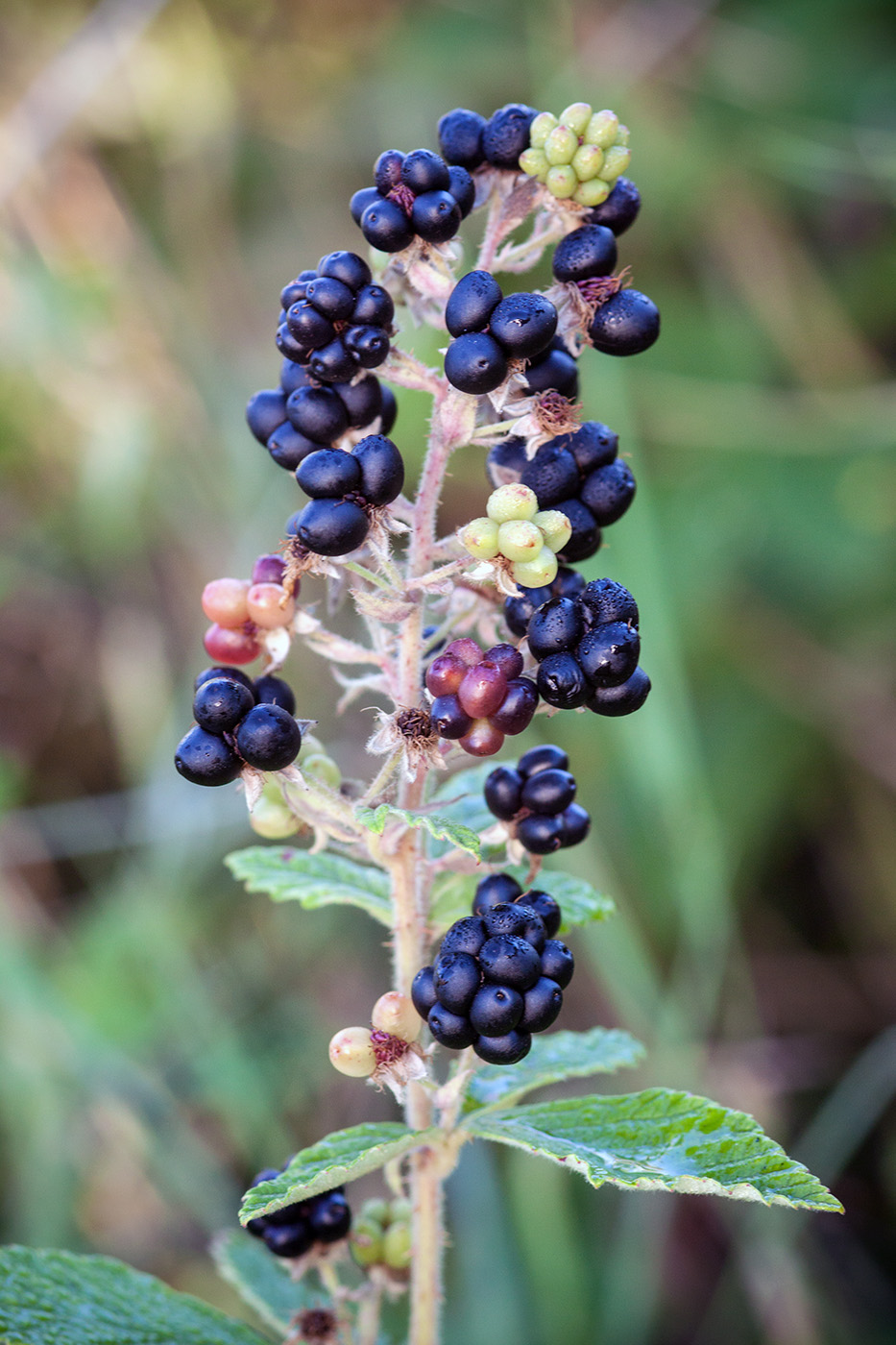 Изображение особи род Rubus.