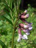 Vicia sepium