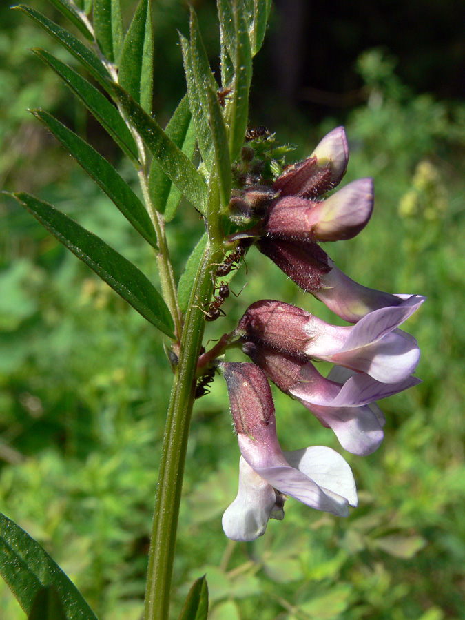 Изображение особи Vicia sepium.