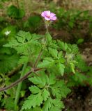 Geranium robertianum