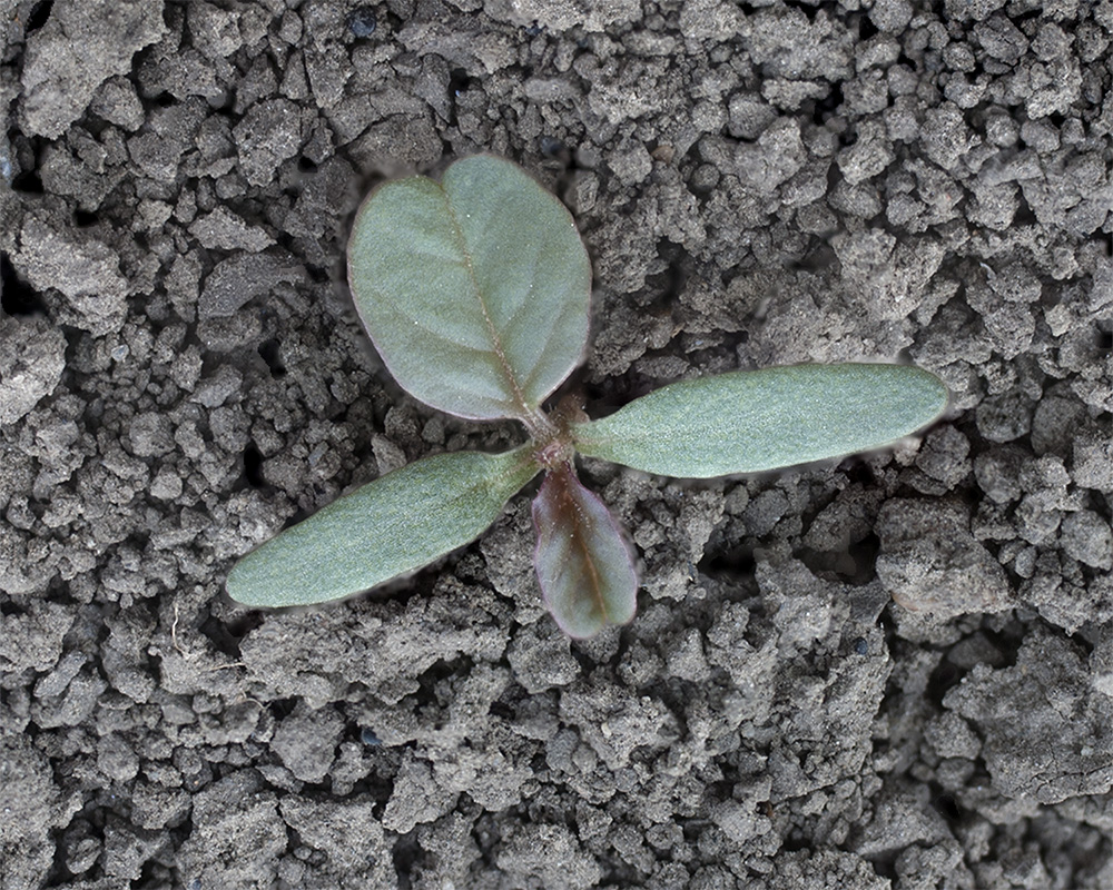 Изображение особи Amaranthus retroflexus.