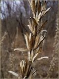 Oenothera biennis. Высохшие раскрывшиеся плоды. Чувашия, окр. г. Шумерля, берег р. Сура ниже водозабора. 17 апреля 2010 г.