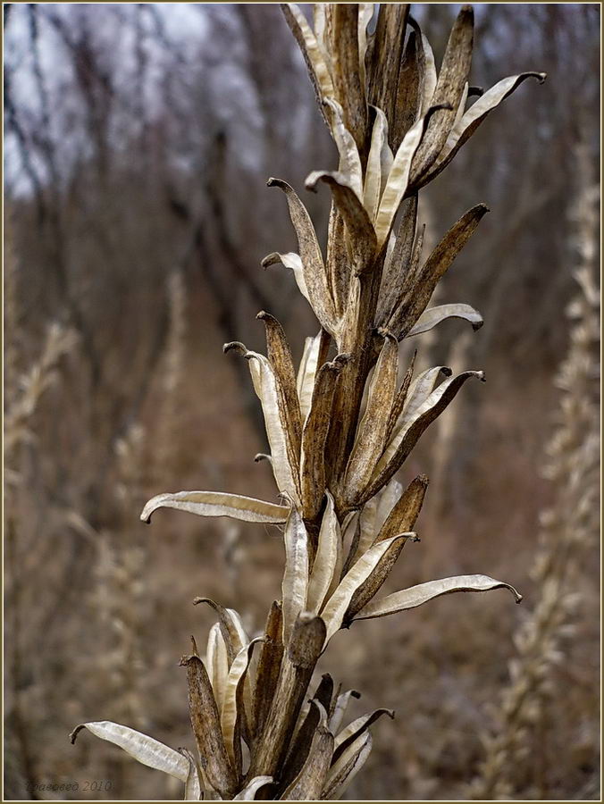 Изображение особи Oenothera biennis.