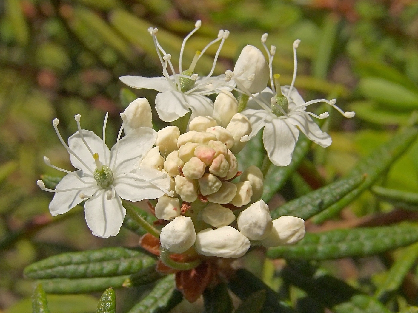 Image of Ledum decumbens specimen.