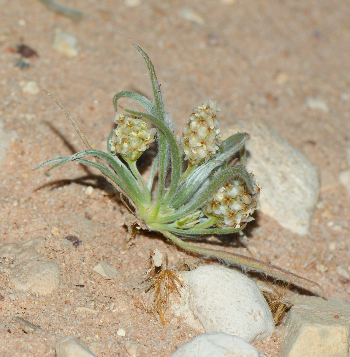 Изображение особи Plantago ovata.