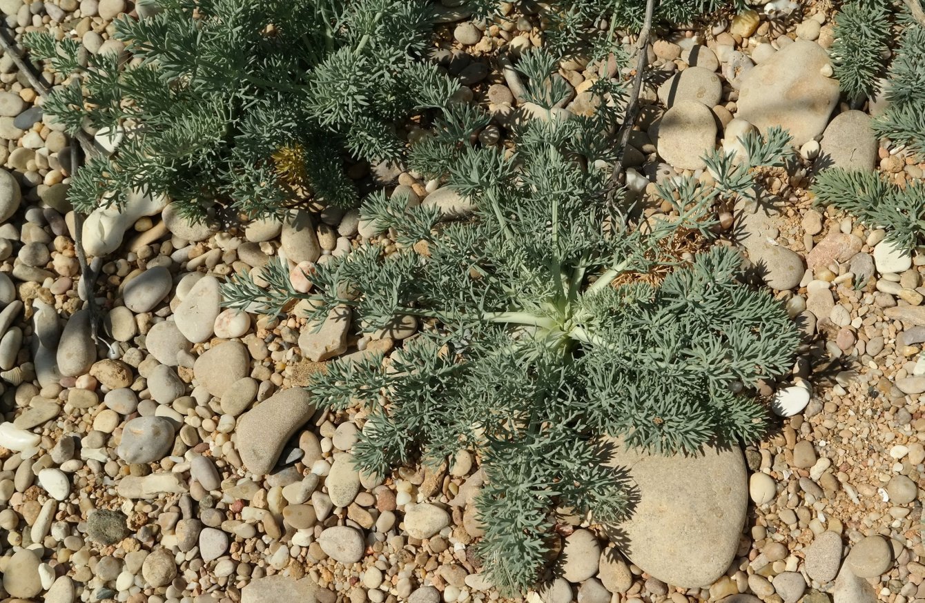 Image of Seseli dichotomum specimen.