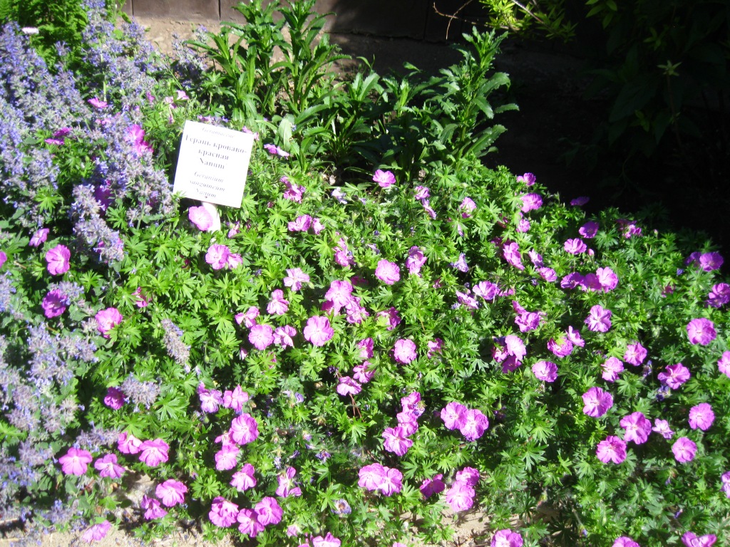 Image of Geranium sanguineum specimen.