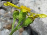 Senecio sosnovskyi