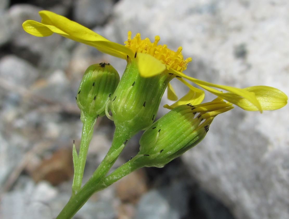 Image of Senecio sosnovskyi specimen.