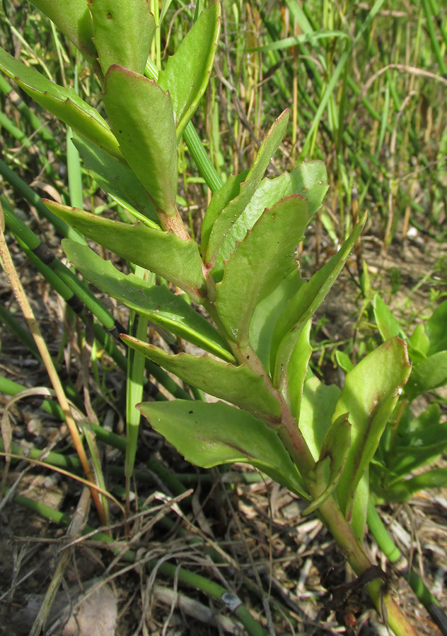 Изображение особи Hylotelephium triphyllum.