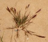 Schismus barbatus. Колосящееся растение (высотой не более 3 см). Египет, к югу от г. Эль-Дабаа, на песках у края ячменного поля рядом с пустыней. 12.03.2017.