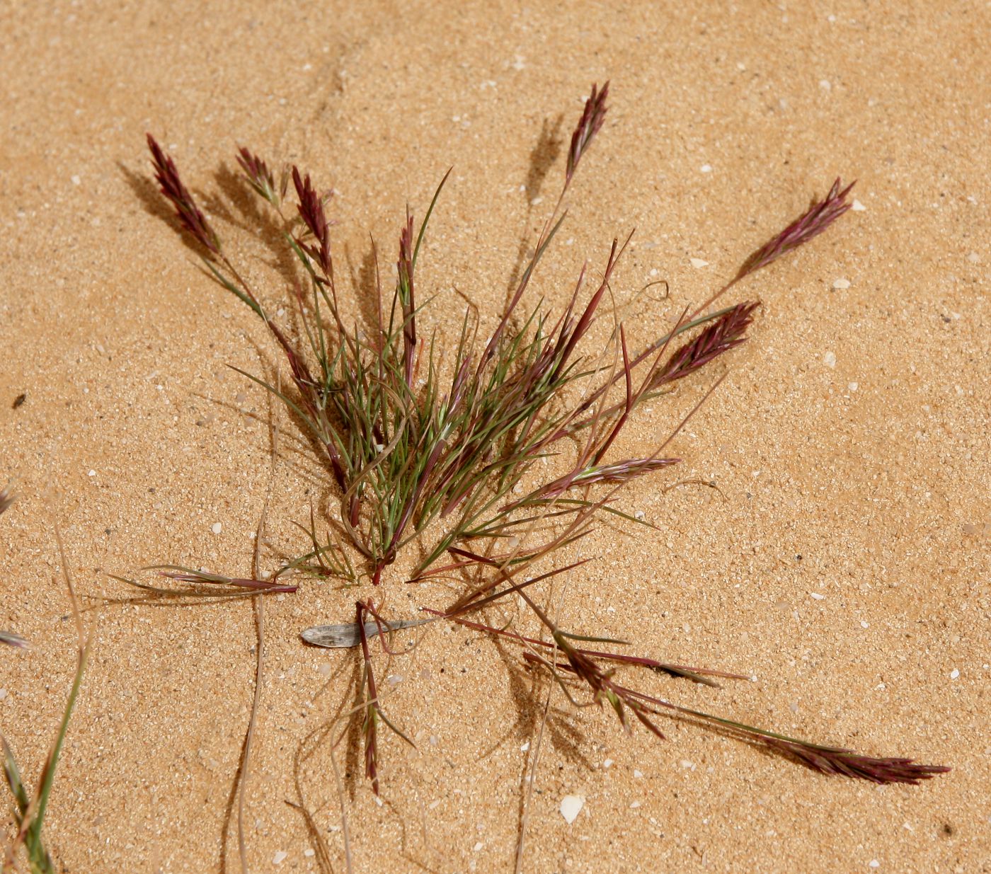 Image of Schismus barbatus specimen.