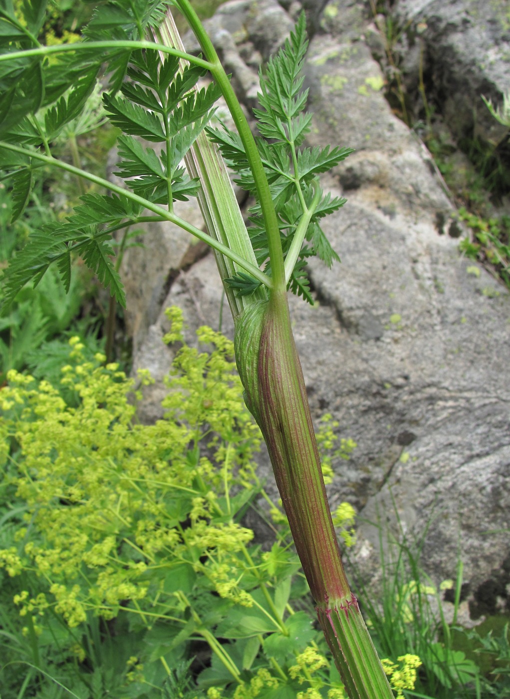 Image of Macrosciadium alatum specimen.