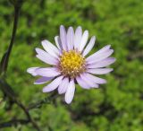 Aster bessarabicus