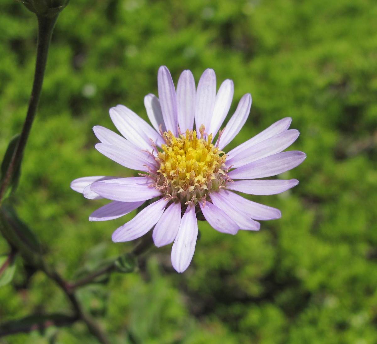 Изображение особи Aster bessarabicus.