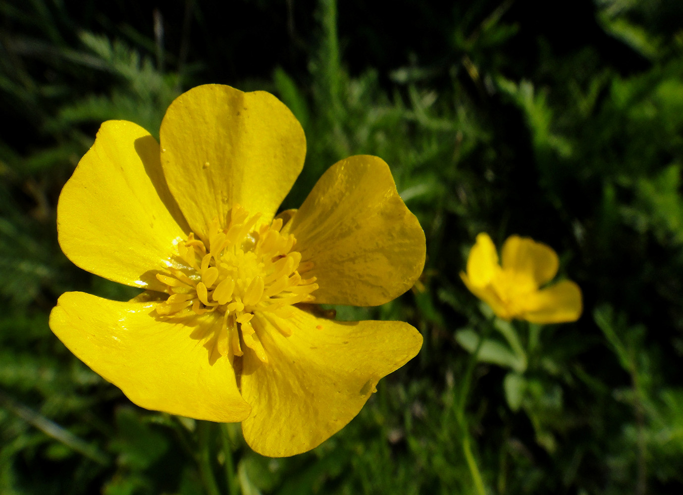 Изображение особи род Ranunculus.