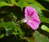 Ipomoea purpurea. Цветок. Московская обл., Раменский р-н, окр. дер. Хрипань, садовый участок. 14.09.2017.