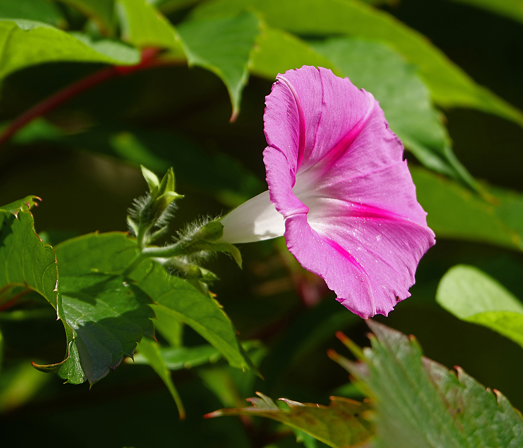 Image of Ipomoea purpurea specimen.