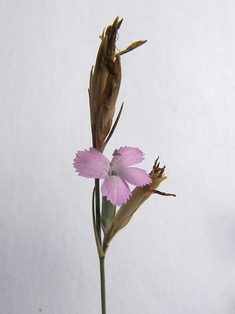 Изображение особи Dianthus pallens.