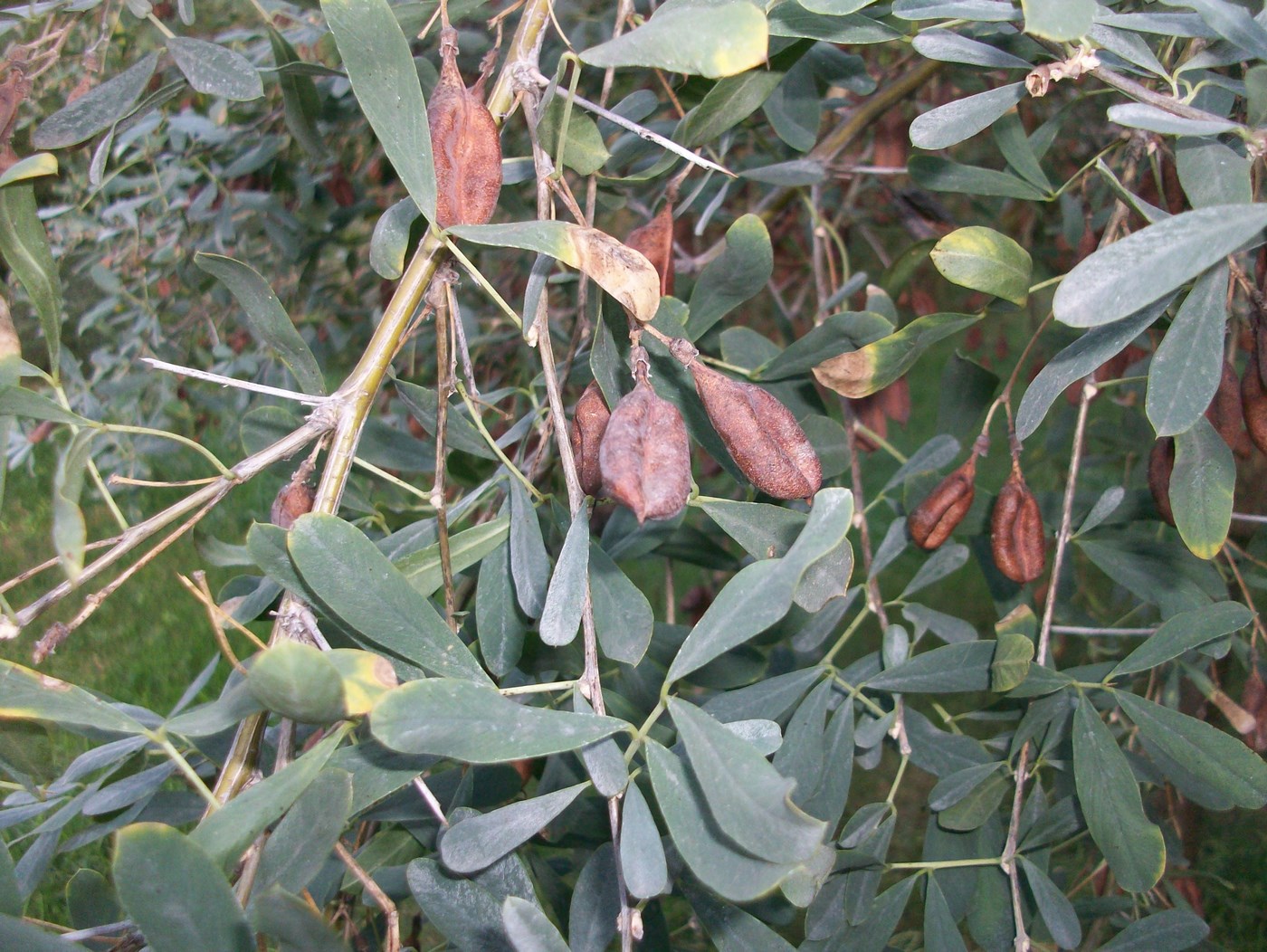 Image of Halimodendron halodendron specimen.