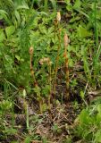 Equisetum sylvaticum