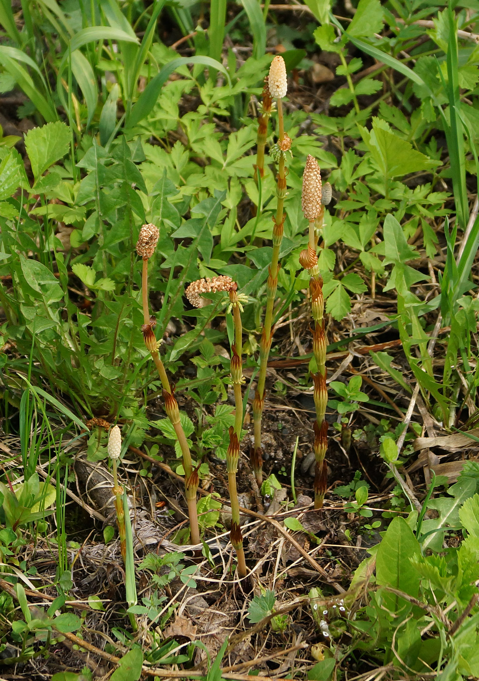 Изображение особи Equisetum sylvaticum.