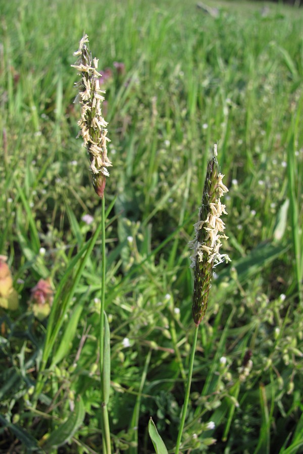 Image of Alopecurus myosuroides specimen.