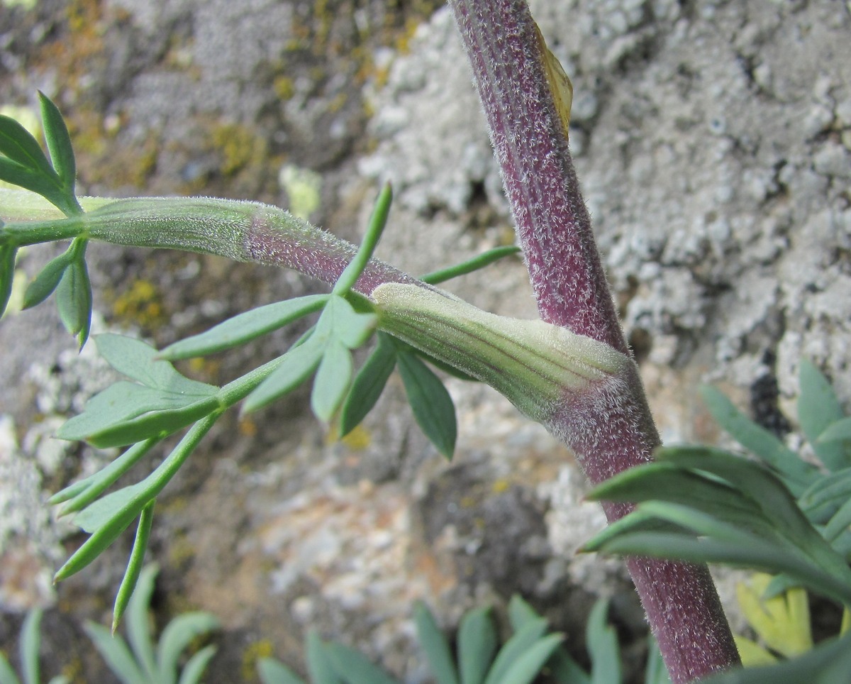 Image of Seseli petraeum specimen.
