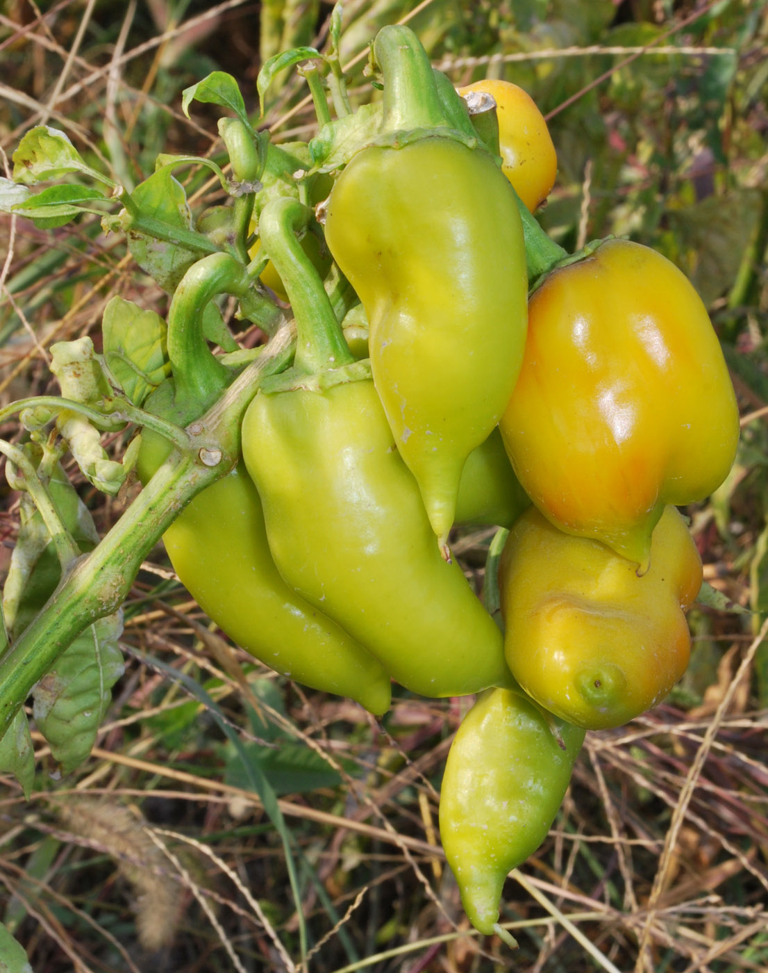 Изображение особи Capsicum annuum.