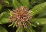 Ledum palustriforme