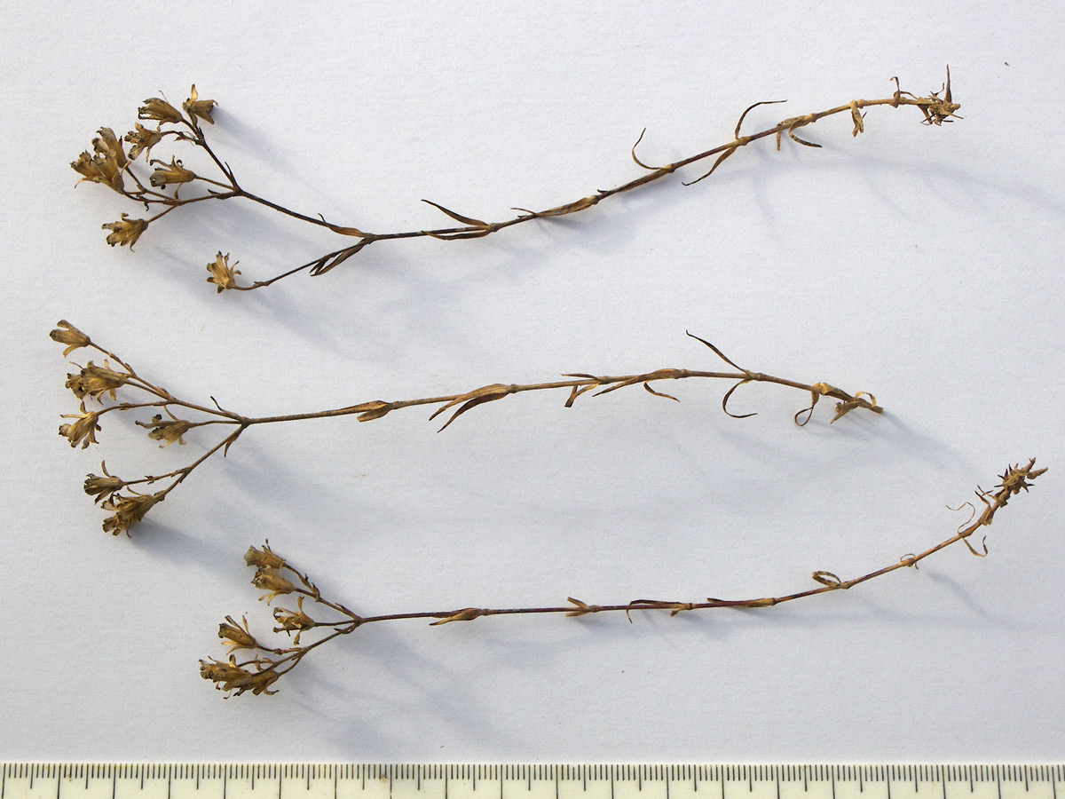 Image of Minuartia circassica specimen.