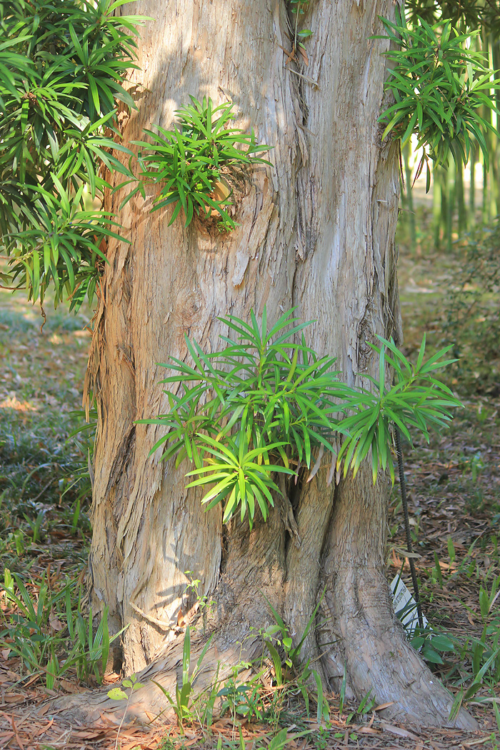 Image of Podocarpus macrophyllus specimen.