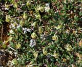 Dryas octopetala. Плодоносящие растения. Коми, Интинский р-н, Приполярный Урал, хр. Малдынырд, левый борт р. Балбанъю, приводораздельное плато над каром оз. Грубепендиты. 30.07.2017.