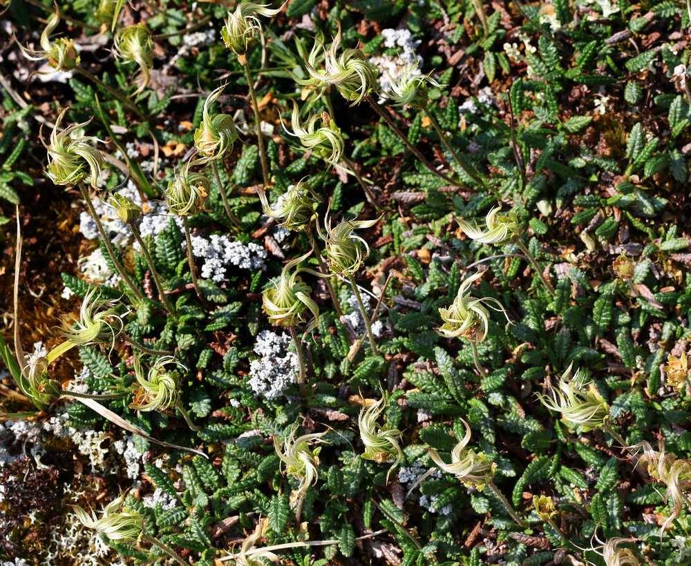 Image of Dryas octopetala specimen.