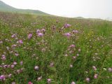 Centaurea stoebe