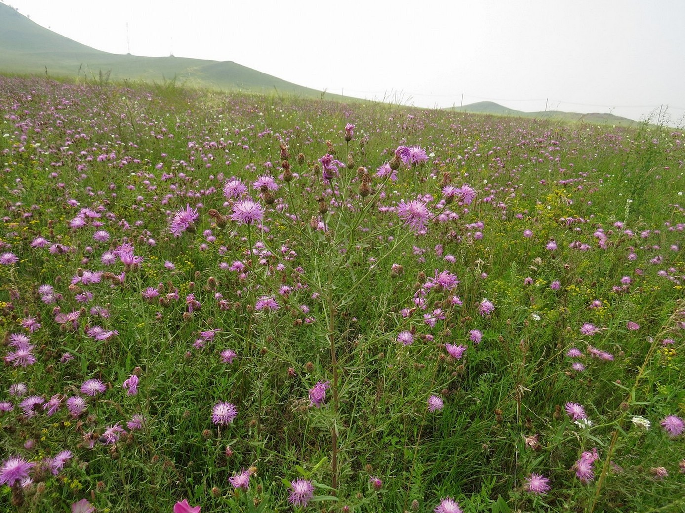 Изображение особи Centaurea stoebe.