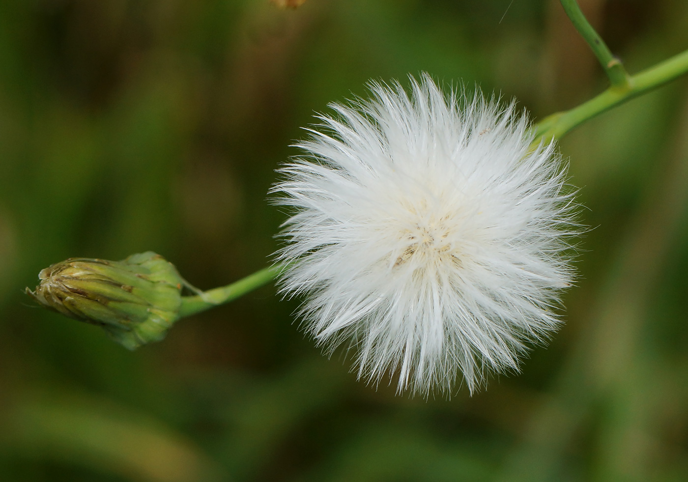 Image of Sonchus arvensis ssp. uliginosus specimen.